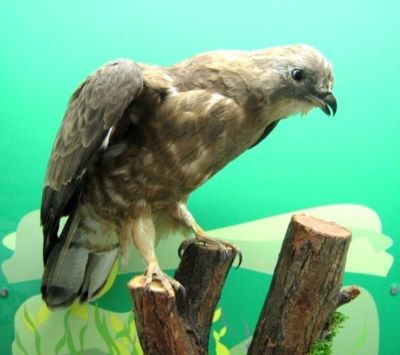 viespar; Pernis apivorus (Linnaeus, 1758)