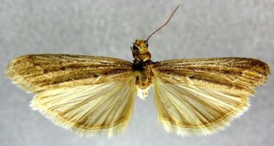 Heterographis rufomixtella (Zerny, 1914)