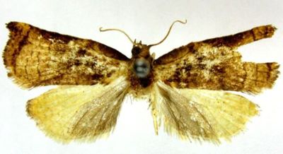 Cacoecia tharsaleopa (Meyrick, 1935)