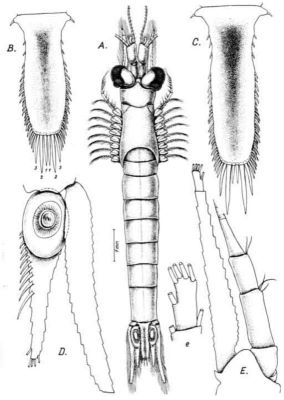 Leptomysis apiops banyulensis (Băcescu, 1966)