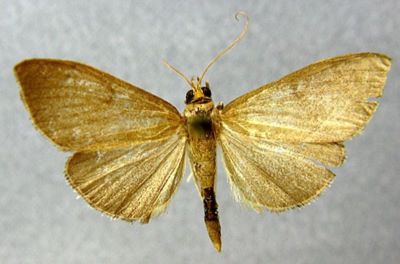 Lamprophaia mirabilis (Caradja, 1925)