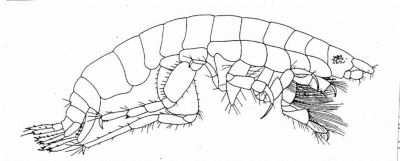 Leptocheirus makassarensis (Ortiz and Lalana, 1997)