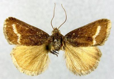 Pterothrix melanoptera Rebel, 1910