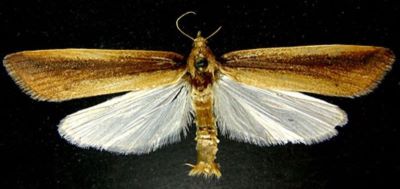 Schoenobius gigantellus f. nigristriellus (Popescu-Gorj, Olaru & Drăghia, 1972)
