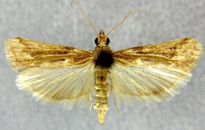 Staudingeria combustella (Chrétien, 1910)