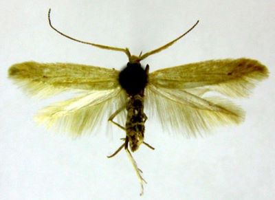 Coleophora caliacraella (Caradja, 1931)
