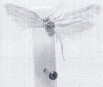 Fermocelina antipai (Zagulajev, 1972)
