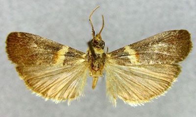 Nephopterix johanella (Caradja, 1916)