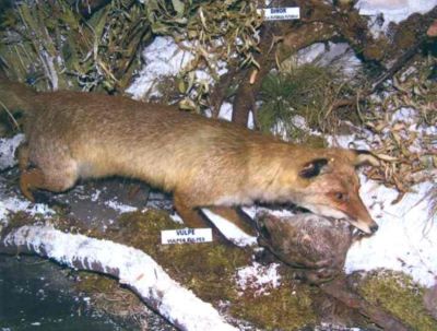 Vulpes vulpes (Linnaeus, 1758)