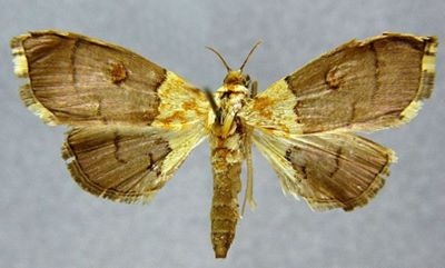 Agrotera lienpingialis (Caradja, 1925)