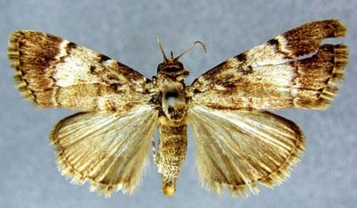 Orthaga disparoidalis (Caradja, 1925)