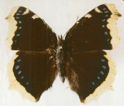 Nymphalis antiopa antiopa (Linnaeus, 1758)