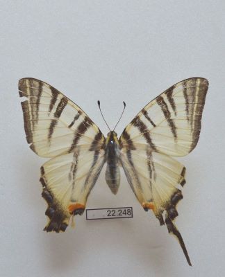 fluturele sabie; Iphiclides podalirius (Linnaeus 1758)