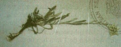 floare de colț; Leontopodium alpinum (Cass., 1821)