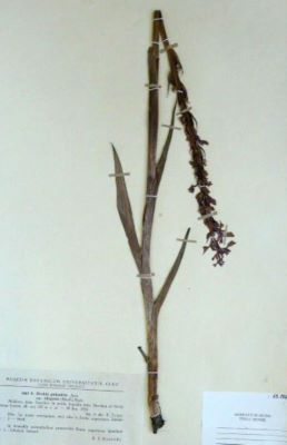 bujori; Orchis palustris Jacq. ssp. elegans (Heuff.) Nyar. (syn. Orchis laxiflora Lam. ssp. Elegans (Heuff.) Soó)