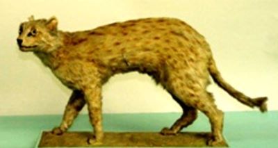 pisica leopard; Prionailurus bengalensis (Kerr, 1792)