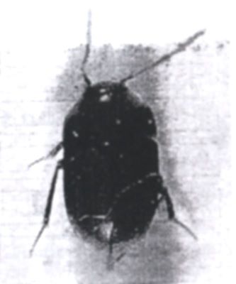 Sophrochaeta dacica (Ieniștea, 1955), ord. Coleoptera, fam. Silphidae