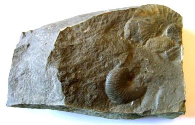 amonit; Barremites strettostoma (Uhlig, 1883)