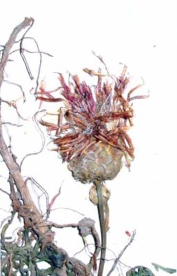 Centaurea jankae (Brandza)