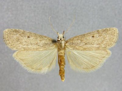 Aphomia sociella var. asiatica Caradja, 1916