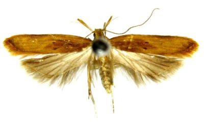 ypsolophus lotellus var. sublotellus; Ypsolophus lotellus (Constant, 1893) var. sublotellus (Caradja, 1920)