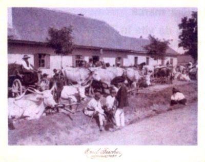 fotografie - Fischer, Emil; Târg de vite în Transilvania