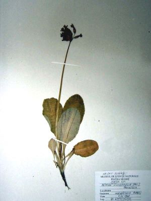 cuiboțica cucului; Primula elatior (L.) Hill. ssp. leucophylla (Pax) Harrison, 1897