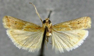 Heterographis samaritanella var. flavescentella (Chrétien, 1910)