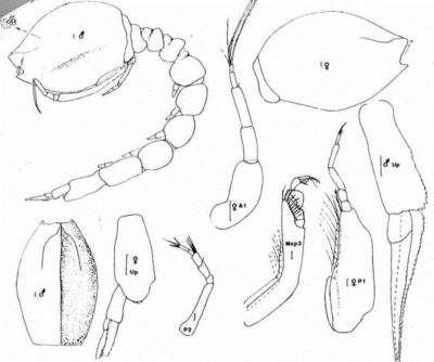 Cyclaspis kerguelensis (Ledoyer, 1977)