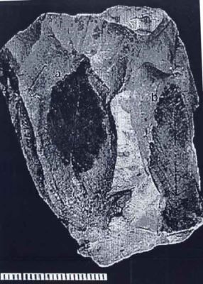 corylus minima - holotip; Corylus minima (Givulescu, 1969)