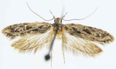 Gelechia mucosella var. griseella (Caradja, 1920)
