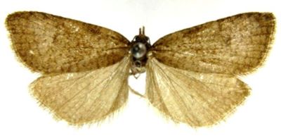 sparganothis praecana var. abiskoana; Sparganothis praecana (Kennel, 1900) var. abiskoana (Caradja, 1916)