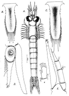 Leptomysis apiops banyulensis (Băcescu, 1966)