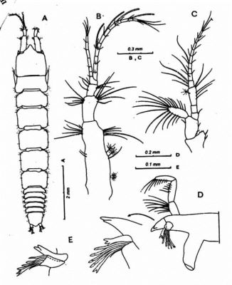 bunakenia (Extensibasella) sudvestatlantica