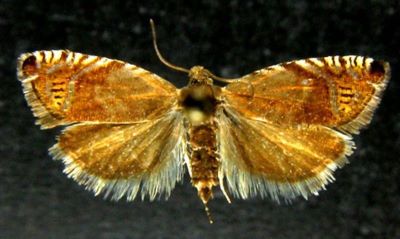 grapholitha larseni; Grapholita larseni (Rebel, 1903)