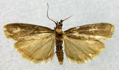 Selagia nigerrimella (Caradja, 1916)