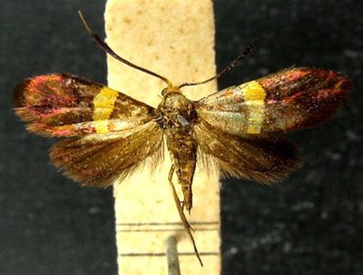 Nemotois tyriochrysa (Meyrick, 1935)
