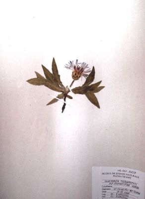 cuiboțica cucului; Primula elatior (L.) Hill. ssp. leucophylla (Pax) Harrison, 1897