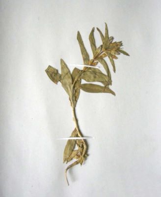 ghințură; Gentiana phlogifolia Schott. et Ky.