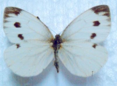Pieris napi (Linnaeus, 1758), ssp. meridionalis (Heyne, 1895)