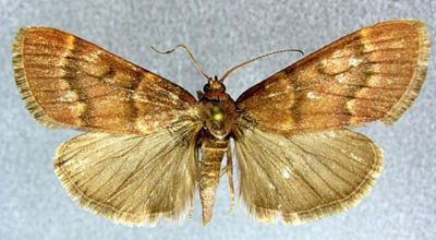 stemmatophora gigantalis; Stemmatophora elegantalis (Caradja, 1937)