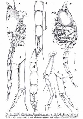 Cumella limicoloides (Băcescu and Muradian, 1975)