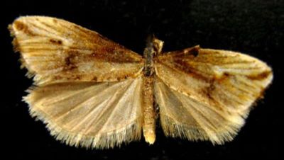Eucosma polyxena (Meyrick, 1937)