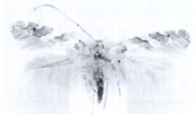 Gracillaria hedemanni (Rebel, 1896)