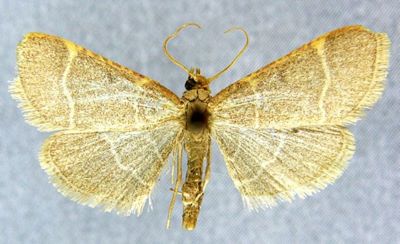 Herculia glaucinalis f. pallida (Caradja, 1939)