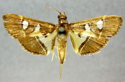 Glyphodes crithealis f. minoralis (Caradja, 1925)