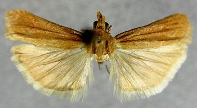 Heterographis delicatella var. ciliciella (Caradja, 1910)