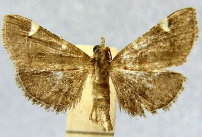 Hypsopygia costaeguttalis (Caradja, 1933)