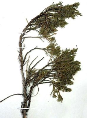 cetină cu negi; Juniperus sabina (L.)
