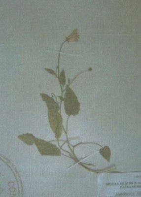 cădelniță; Campanula carpatica (Jacq.)